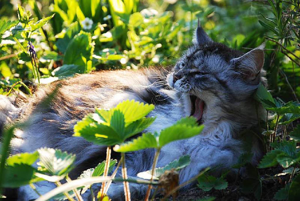 Heide Langguth: Katze Lea im Erdbeerbeet