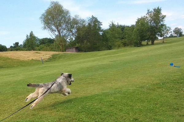 Heide Langguth:  Anton auf dem Golfplatz in Bellingen-Bamlach