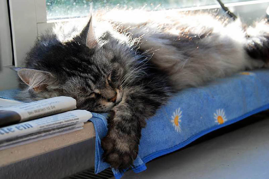 Heide Langguth: Meine Katze Lea beim Morgenschlaf auf der Badischen Zeitung