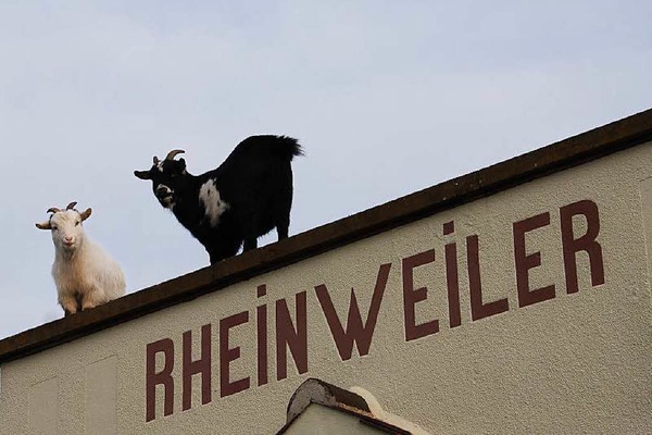 Heide Langguth: Zwei zutrauliche Ziegen, die ich Anfang des Jahres auf einem Dach in Rheinweiler entdeckte.