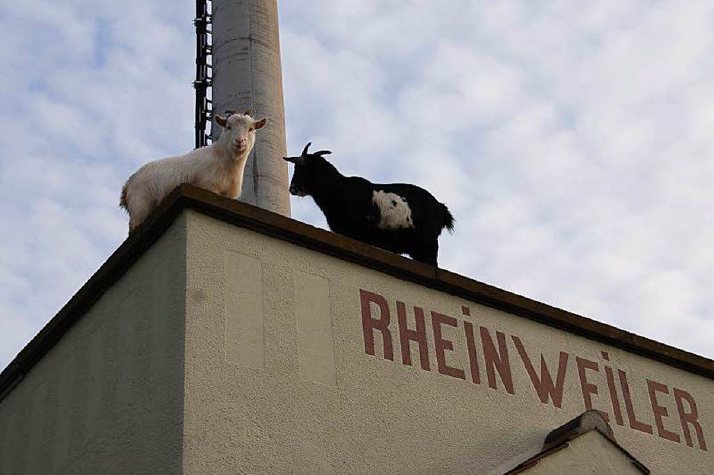 Heide Langguth: Zwei zutrauliche Ziegen, die ich Anfang des Jahres auf einem Dach in Rheinweiler entdeckte.