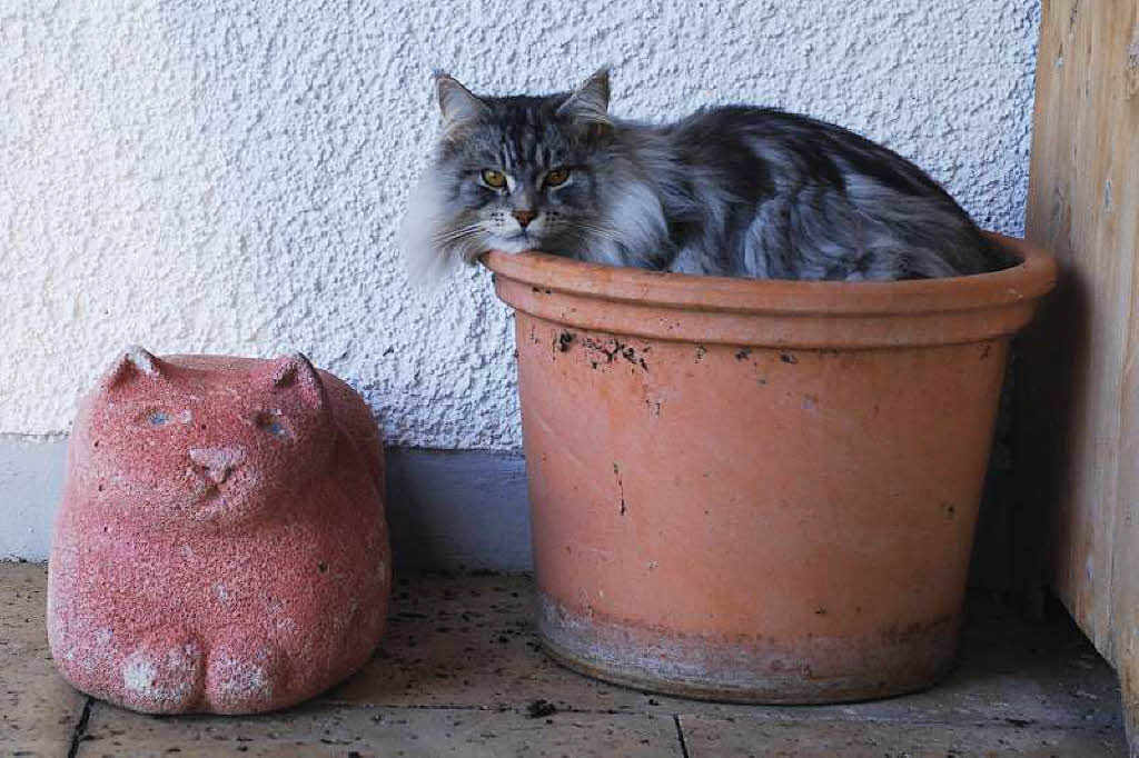 Heide Langguth: Katze Leo auf der Terrasse