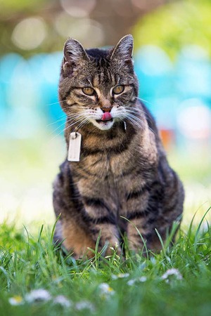 Daniel Isken: Mmmh, das Frhstck war lecker und dazu noch die BZ lesen!Das Foto zeigt unsere Katze auf einer Wiese in Haltingen.