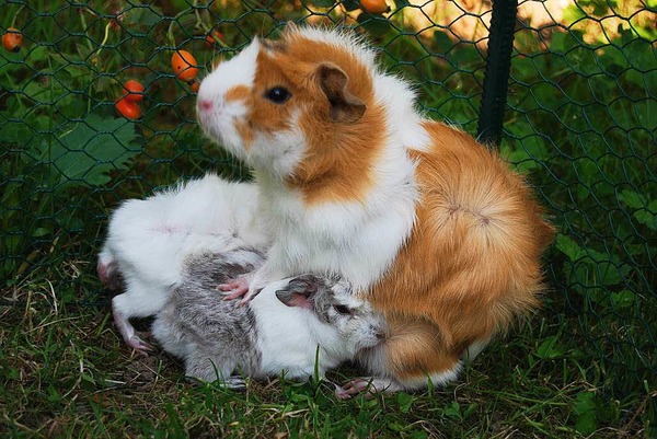 Susanne Mayer: Meerschweinchen "Flckchen" stillt ihre Tchter. Da die beiden inzwischen gewachsen sind, muss sie sich auf deren Rcken absttzen
