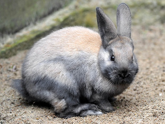 Zehn  Kaninchen nahm der Einbrecher mit.   | Foto: Symbolfoto: dpa