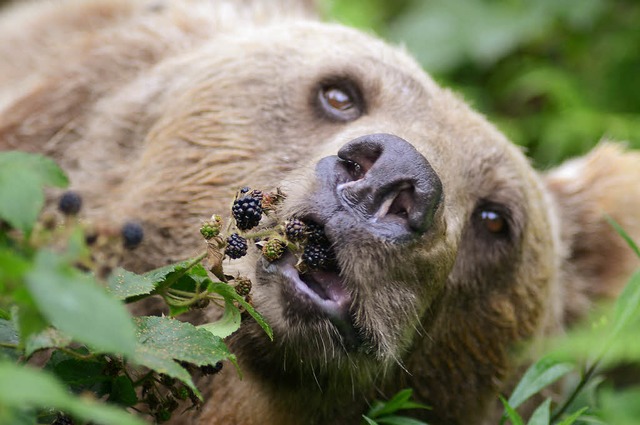 &#8222;Mmmmmmmh...&#8220;  brummt Brin Kaja bei diesen Leckerbissen.   | Foto: Privat