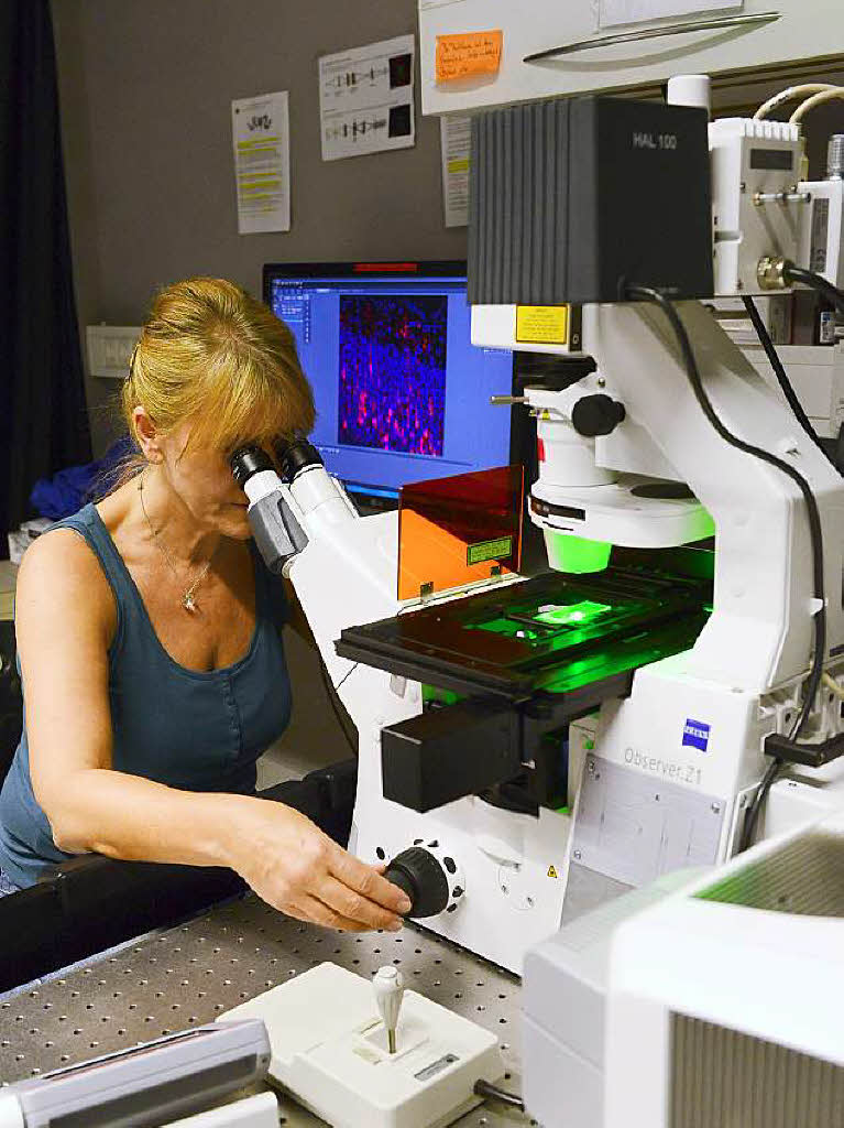 Ein Blick durchs Mikroskop und hinter die Kulissen: BZ-Leser im Max-Planck-Institut fr Immunbiologie und Epigenetik