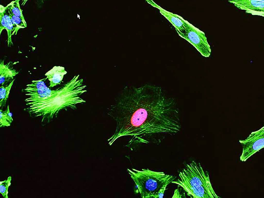 Ein Blick durchs Mikroskop und hinter die Kulissen: BZ-Leser im Max-Planck-Institut fr Immunbiologie und Epigenetik