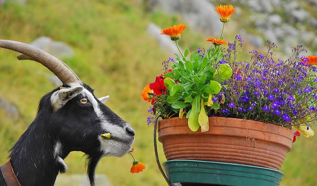 Witziges Urlaubsfoto: Lecker!   | Foto: Axel Fleig