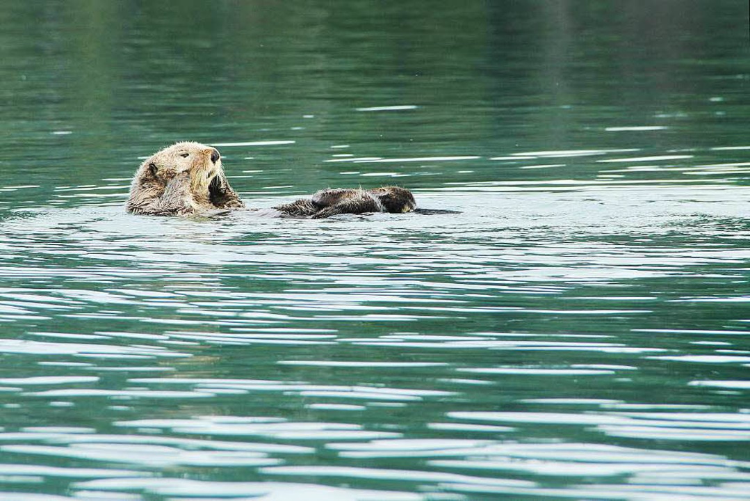 Putzig:  Ein Otter bei der obligatorischen Körperpflege  | Foto: dpa-tmn