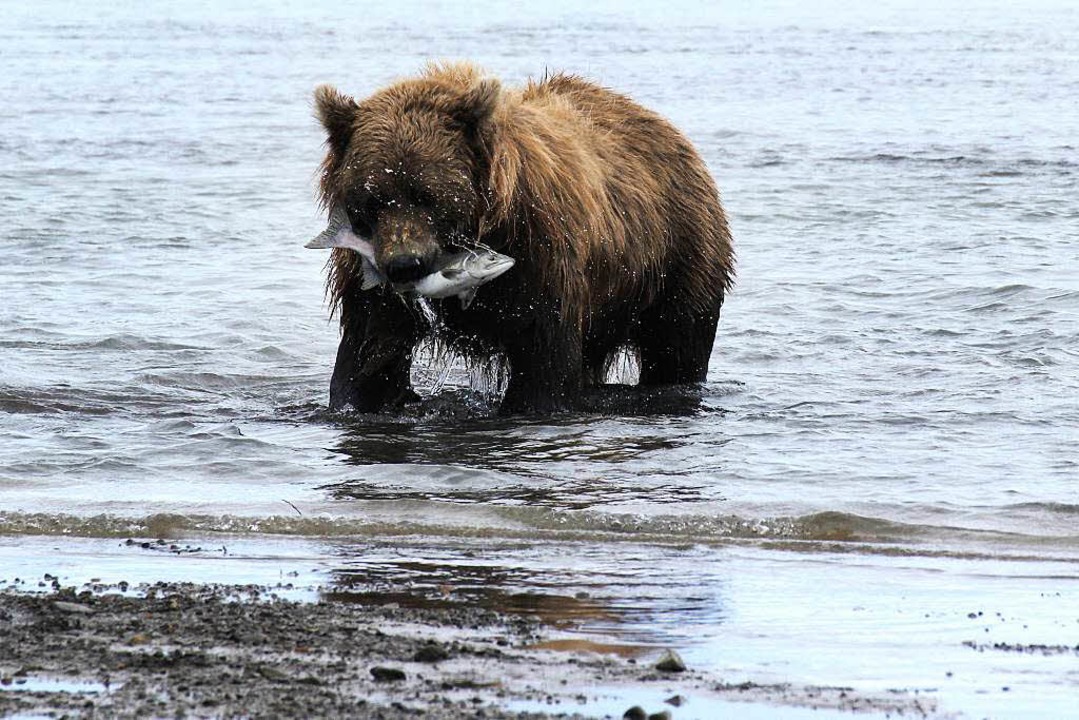 Chancenlos: Ein Bär schnappt sich einen Fisch.  | Foto: dpa-tmn