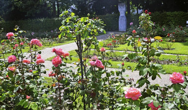 Eine schmucke Anlage, der Rosengarten ... der Landesgartenschau 1983 zusammen.   | Foto: Nikolaus Trenz