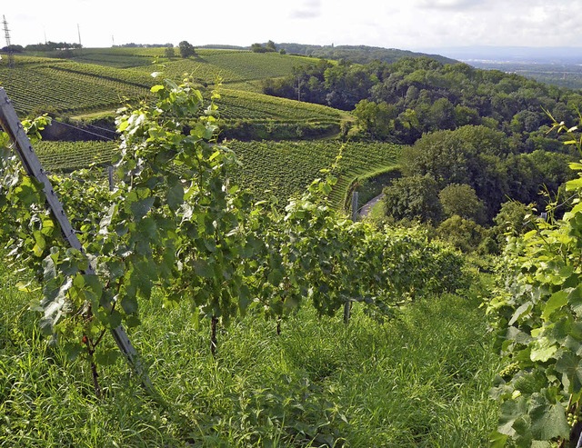 Reben prgen die Markgrfler Landschaf..., freut sich, dass sie  gut dastehen.   | Foto: langelott