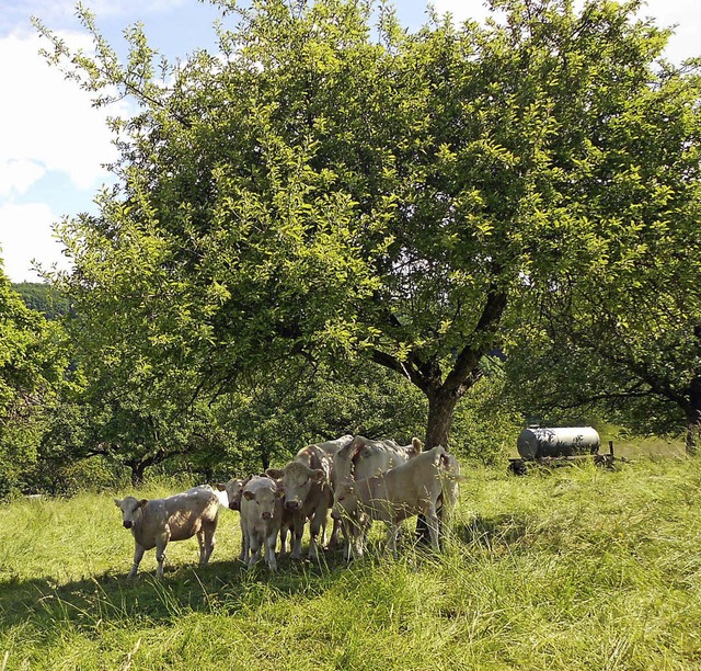 Nicht nur  Khe freuen sich ber die Streuobstbestnde.   | Foto: Langelott