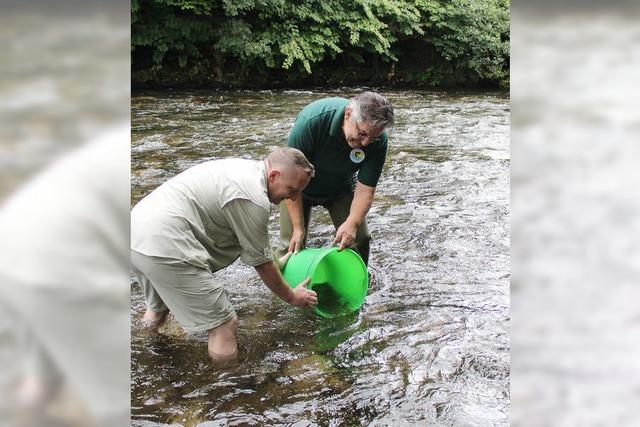 Lachs, komm bald wieder