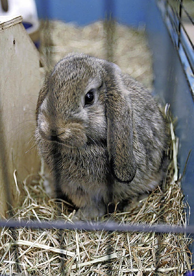 Kaninchen hinter Gittern   | Foto: dpa