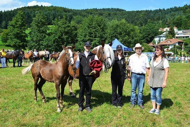 Schwarzwlder Kaltblut – eine begehrte Rasse