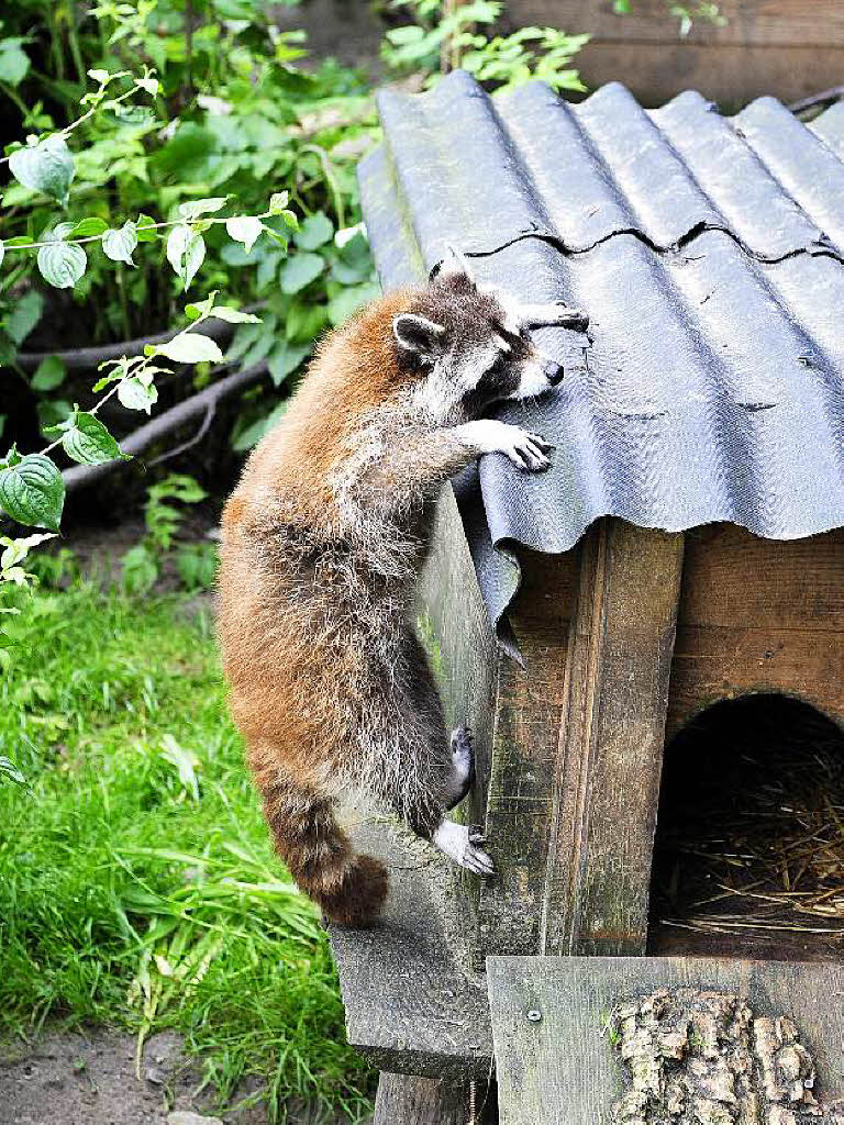 Radeln in den Schwarzwaldzoo nach Waldkirch Radeln in den Schwarzwaldzoo nach Waldkirch