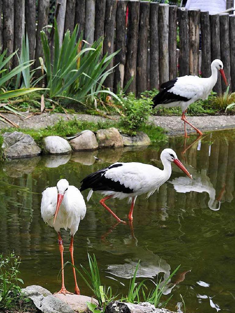 Radeln in den Schwarzwaldzoo nach Waldkirch Radeln in den Schwarzwaldzoo nach Waldkirch