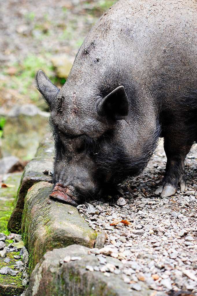 Radeln in den Schwarzwaldzoo nach Waldkirch Radeln in den Schwarzwaldzoo nach Waldkirch