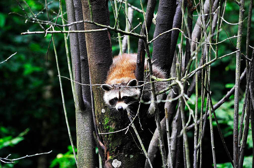 Radeln in den Schwarzwaldzoo nach Waldkirch Radeln in den Schwarzwaldzoo nach Waldkirch