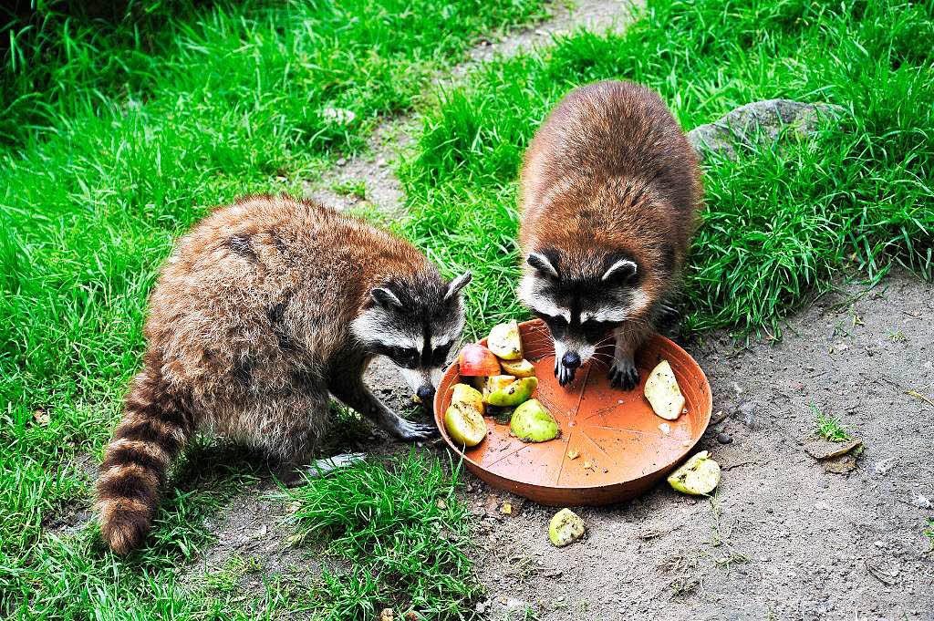 Radeln in den Schwarzwaldzoo nach Waldkirch Radeln in den Schwarzwaldzoo nach Waldkirch