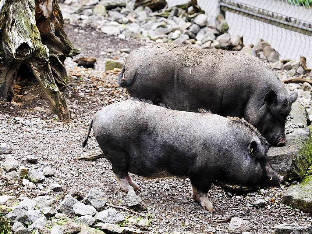 Radeln in den Schwarzwaldzoo nach Waldkirch Radeln in den Schwarzwaldzoo nach Waldkirch