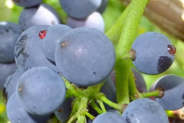 Weinbauinstitut: Beobachten Sie Ihre Reben!