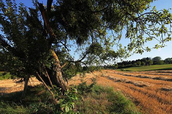 Reiner Bauer: Alter Apfelbaum in Welmlingen, ein Jahr vor seinem Begrbnis