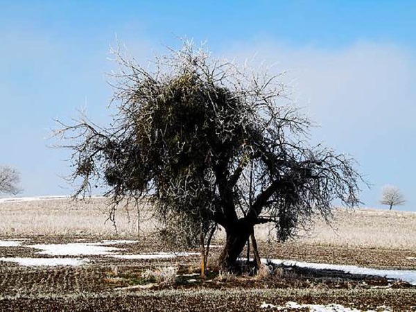 Reiner Bauer: Alter knorriger Apfelbaum im Winter