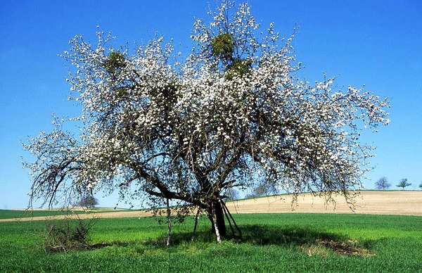 Reiner Bauer: Alter knorriger Apfelbaum in Welmlingen