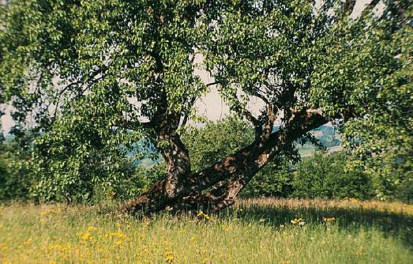 Reiner Bauer: Alter Birnbaum in Schallsingen