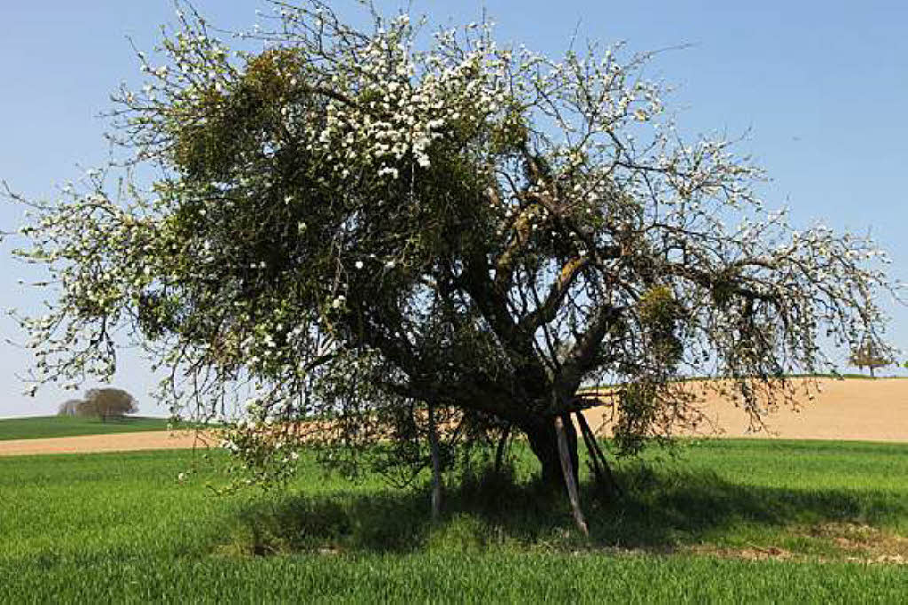 Reiner Bauer: Alter Apfelbaum blhend in Welmlingen