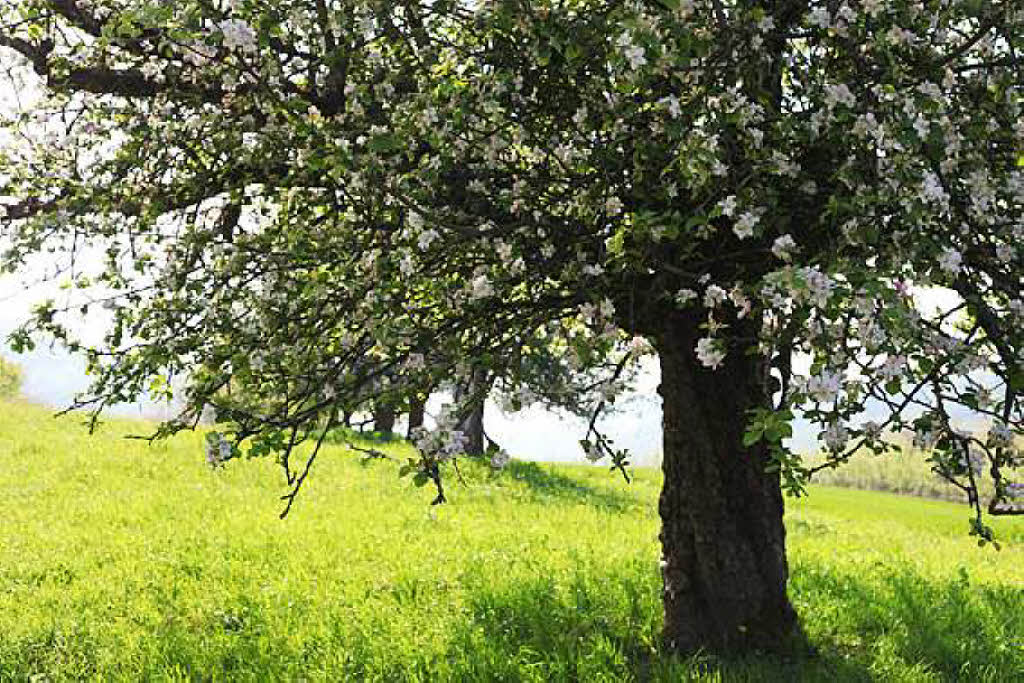Reiner Bauer: Blhender Apfelbaum im Eggenertal