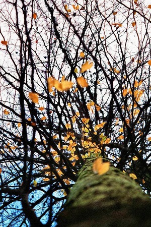 Pablo Schmid: Froschperspektive im Herbst