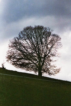 Pablo Schmid: Asymmetrischer Baum