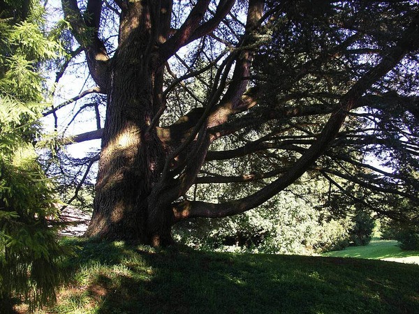 Armin Weigt: Ein Nadelbaum, dessen genaue Art dem Fotograf unbekannt ist, vielleicht eine Zeder? Das Foto entstand 2013 in einer Parklandschaft in Riehen.