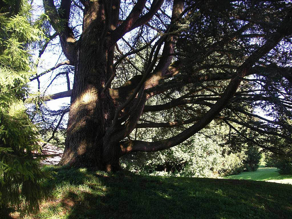 Armin Weigt: Ein Nadelbaum, dessen genaue Art dem Fotograf unbekannt ist, vielleicht eine Zeder? Das Foto entstand 2013 in einer Parklandschaft in Riehen.