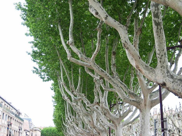 Waltraud Hengst: Baumallee in der Provence