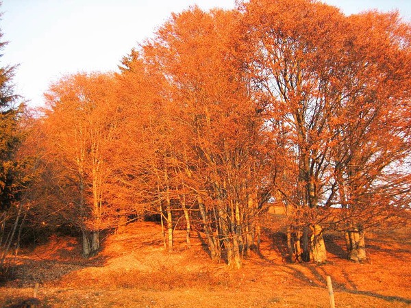 Waltraud Hengst: Gersbach im Herbst