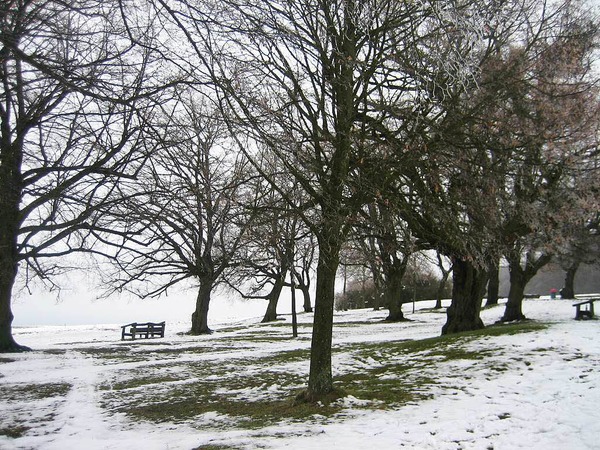 Waltraud Hengst: Baumimpressionen im Winter auf der Tllinger Hhe