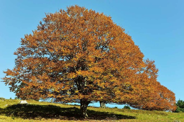 Franz Wieber: Buche im Herbstlaub am Nonnenmattweiher