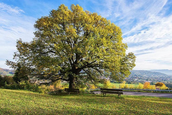Franz Wieber: Linde am Tllinger Berg mit  Blick auf Riehen