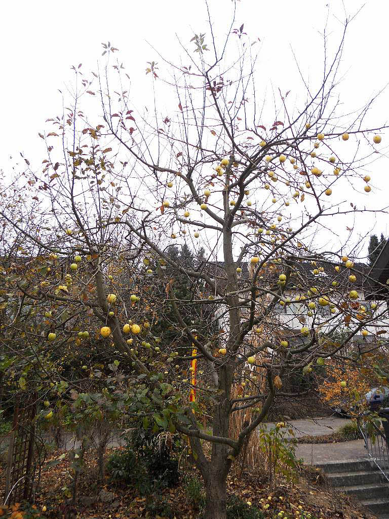 Leo Stchele:  Der Apfelbaum im Garten zeigt selbst zu Weihnachten noch seine "Kugeln"