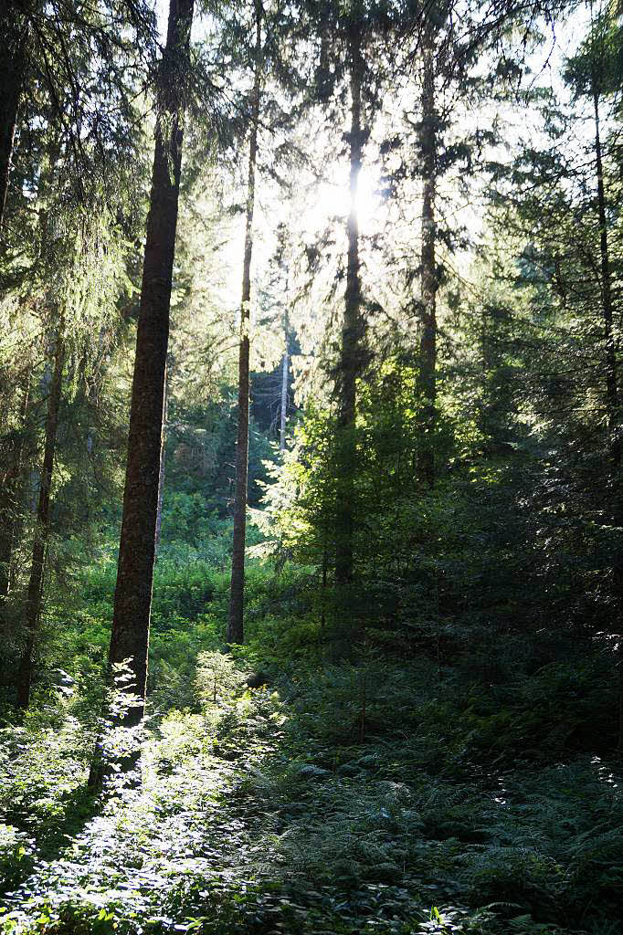 Michael Werner: Wie im Mrchenwald - Impression aus dem Hotzenwald