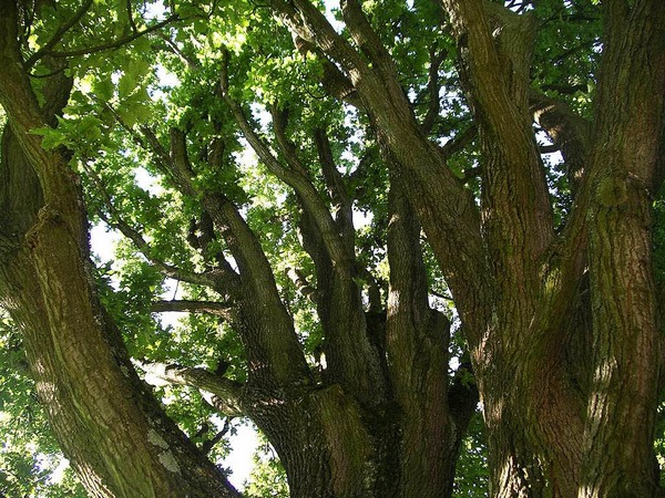 Armin Weigt: Mein Freund der Baum, eine stattliche Eiche.
