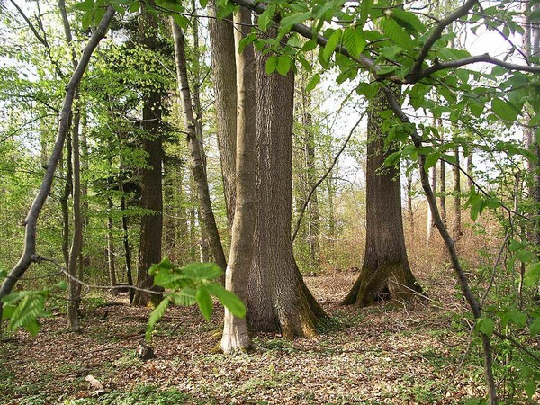 Susanne Oldenhage:  Eine Gruppe von 4 Eiche im Wald zwischen Burg Rtteln  und Binzen, aufgenommen 2014.