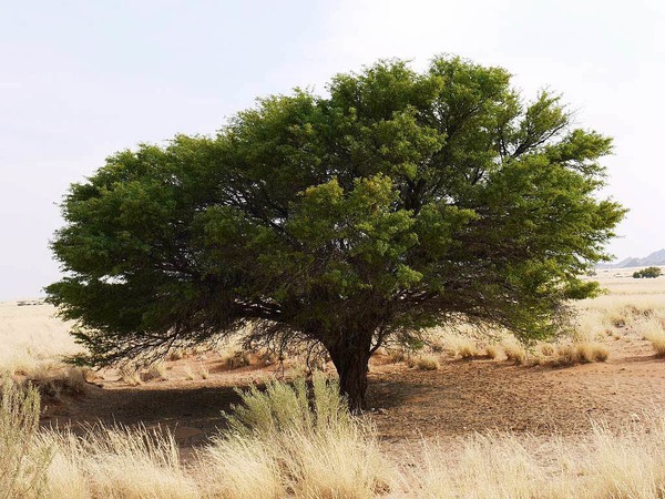 Michael Pantze: berlebensbaum (aufgenommen in Namibia)