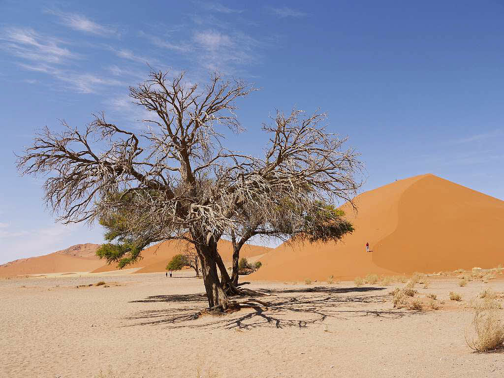 Michael Pantze: Wstengewchs (aufgenommen in Namibia)