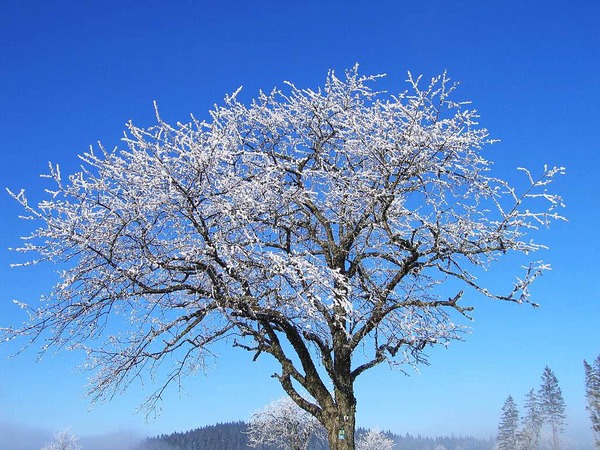 Michael Pantze: Winterzauber